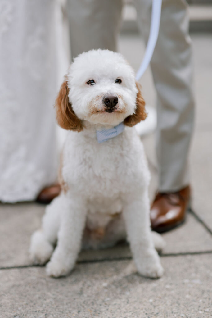 gooden poodle at wedding